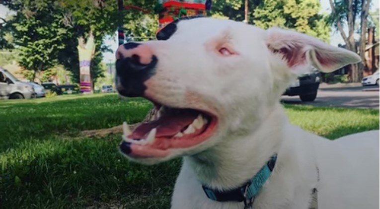 VIDEO Udomili su psa koji je slijep i gluh, no nisu se nadali da će biti ovakav