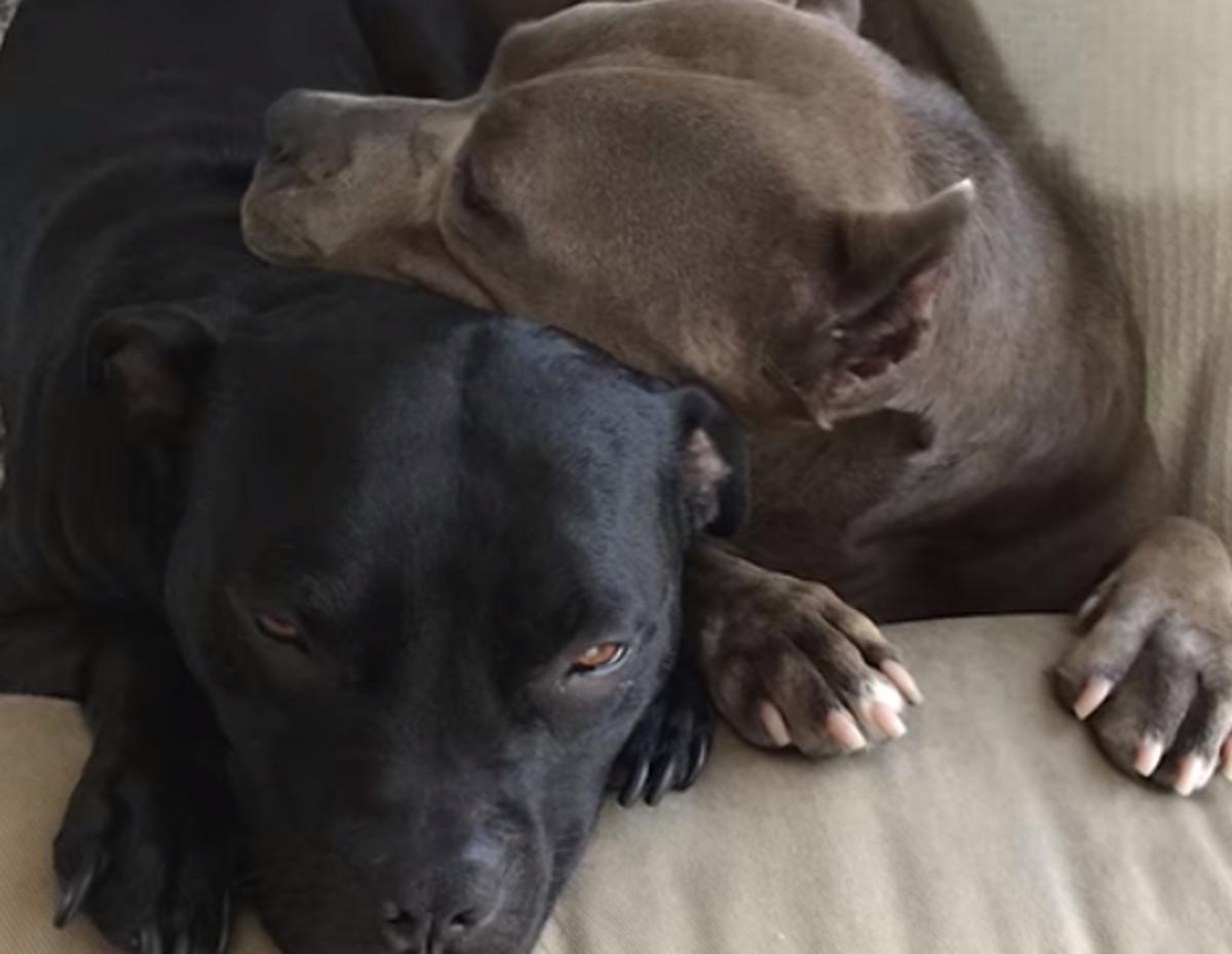 VIDEO Pit bull kojeg su koristili za borbe pasa konačno ima život kakav zaslužuje