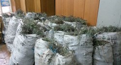 Drski berači smilja ne odustaju od branja: Na Pagu policija oduzela više od tone eterične biljke