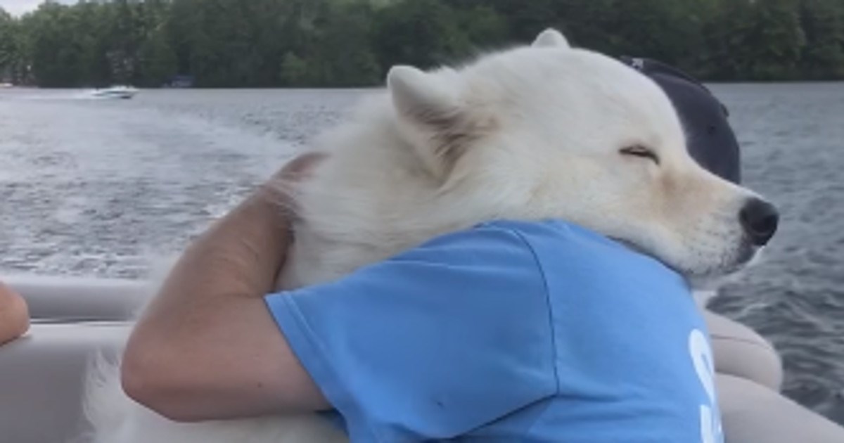 VIDEO Nježni pesonja postao je hit na internetu zbog jedne stvari