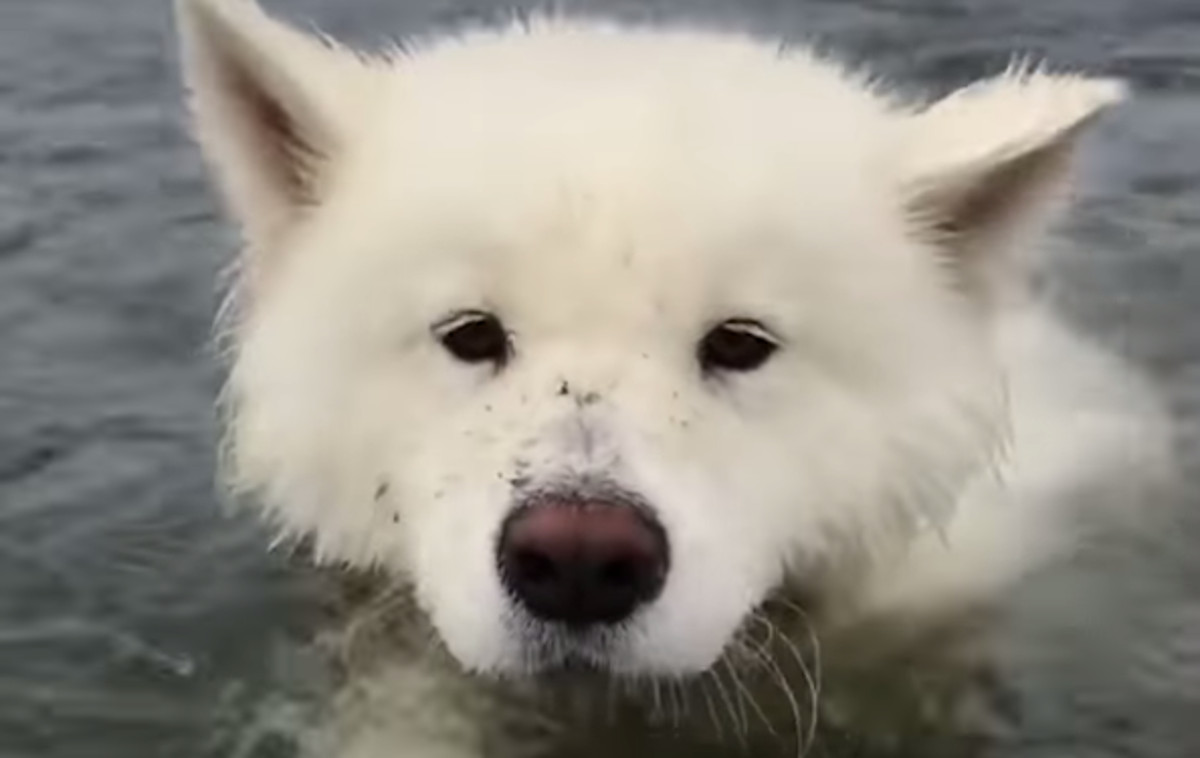 VIDEO Ovaj predivna kujica ima puno hobija, no draži od svih joj je pričanje