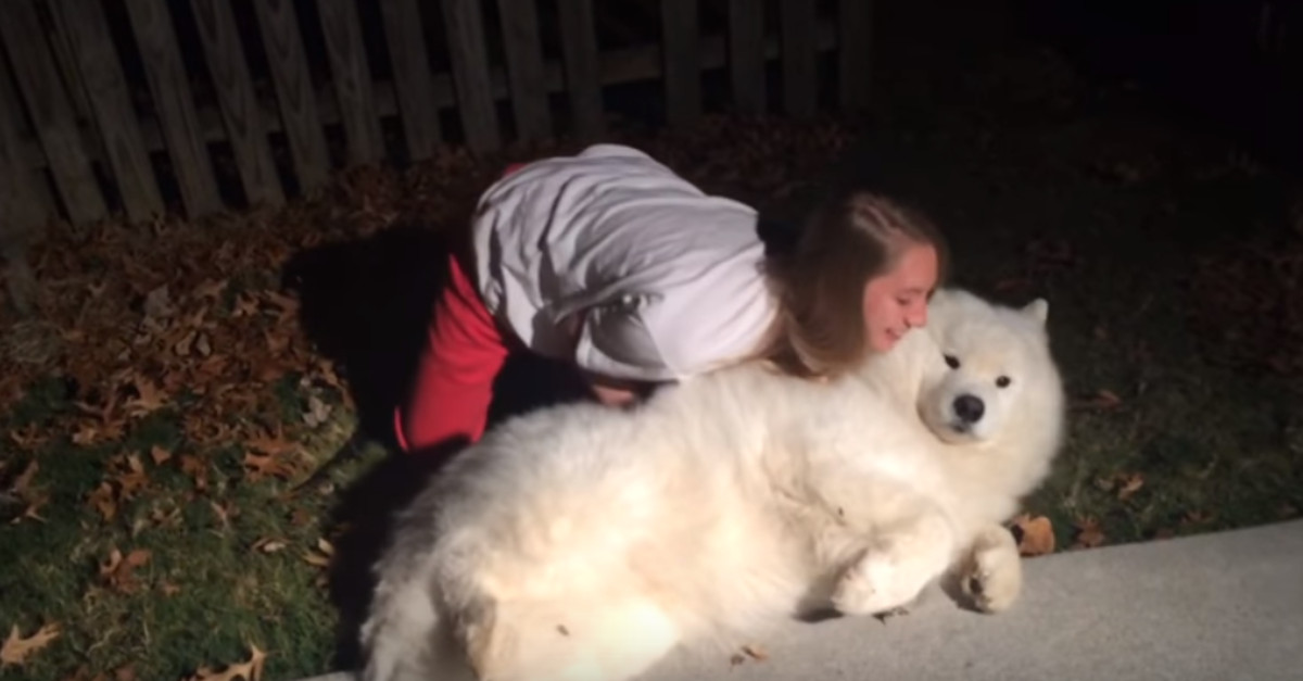 VIDEO Tvrdoglavi samojed odbija otići na spavanje koristeći se starim psećim trikom
