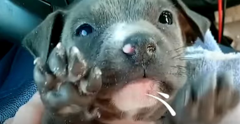 VIDEO Pronašli su promrzlog psića ispod mosta i spasili mu život