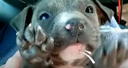 VIDEO Pronašli su promrzlog psića ispod mosta i spasili mu život