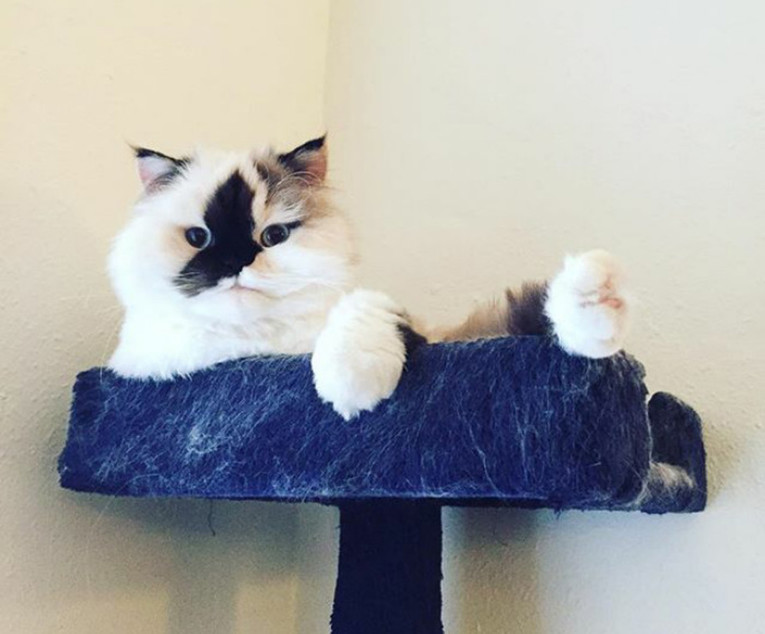 Ovo je Smudge, himalajska maca koja je postala Instagram zvijezda