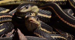 Najveće leglo zmija na svijetu upravo se probudilo - i izgleda fascinantno i zastrašujuće