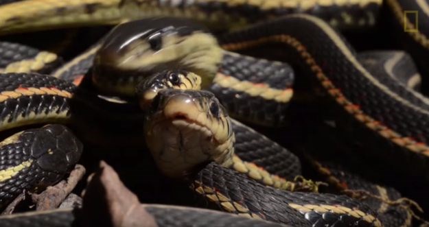 Najveće leglo zmija na svijetu upravo se probudilo - i izgleda fascinantno i zastrašujuće