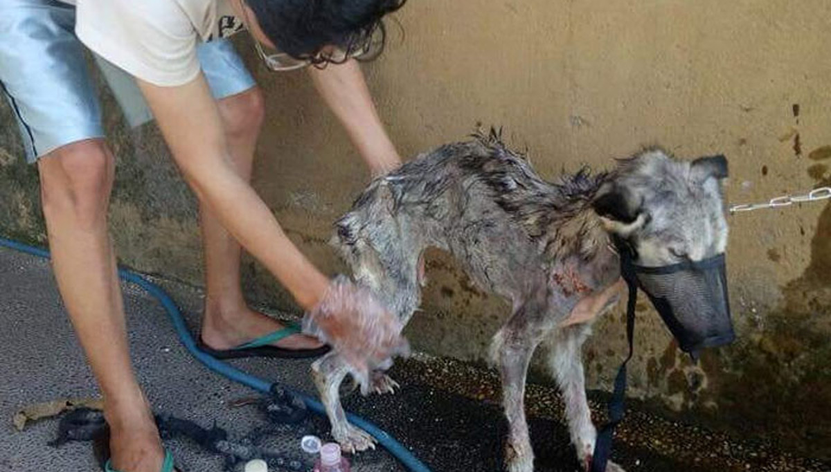 Ovaj je haski izgledao poput kostura kada je pronađen, a danas je neprepoznatljiv