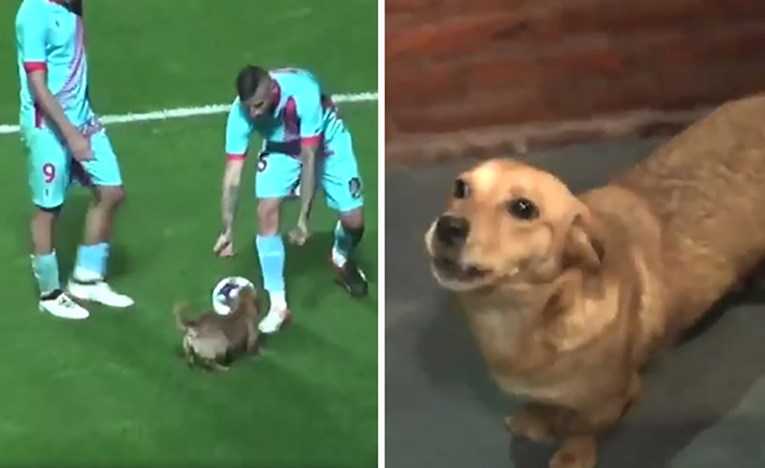 VIDEO Razigrani pas prekinuo je nogometnu utakmicu u Argentini i osvojio srca navijača