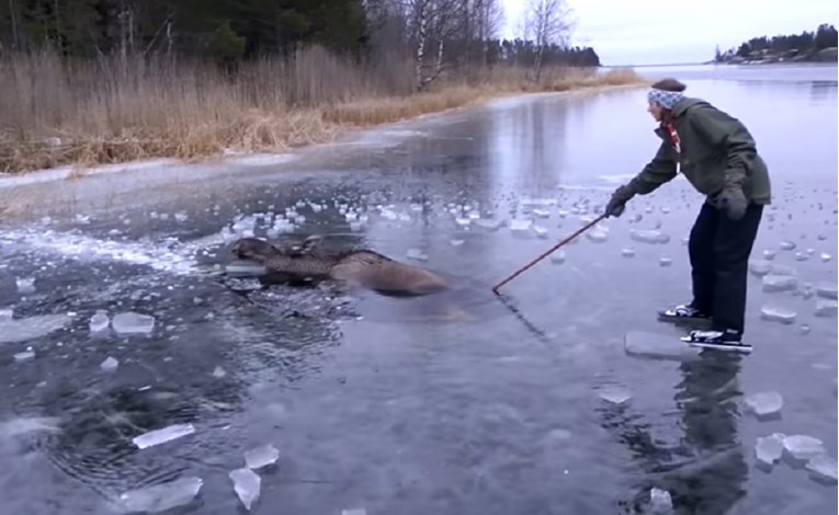 SVAKA ČAST  Pogledajte spašavanje životinje propale u zaleđeno jezero!