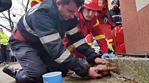 Veliki lajk za heroje: Pogledajte kako su vatrogasci oživjeli psa stradalog u požaru