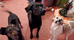 VIDEO Ovi napušteni psi prvi put doživjeli su Božić kako treba