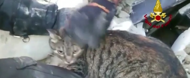 Je li ovo najsretnija mačka na svijetu? Pogledajte što je preživjela