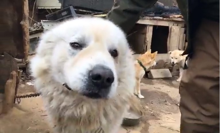 VIDEO Spašeni psi koji su trebali završiti u loncu tijekom Zimskih olimpijskih igara