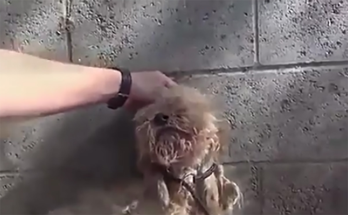 POGLEDAJTE NEVJEROJATNU SREĆU NAPUŠTENOG PSA Prvo se užasno bojao, a onda je shvatio da je spašen