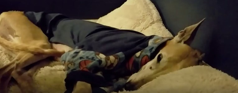 VIDEO Ovog su psa prisiljavali na trke, a nova mu je vlasnica pružila predivan život