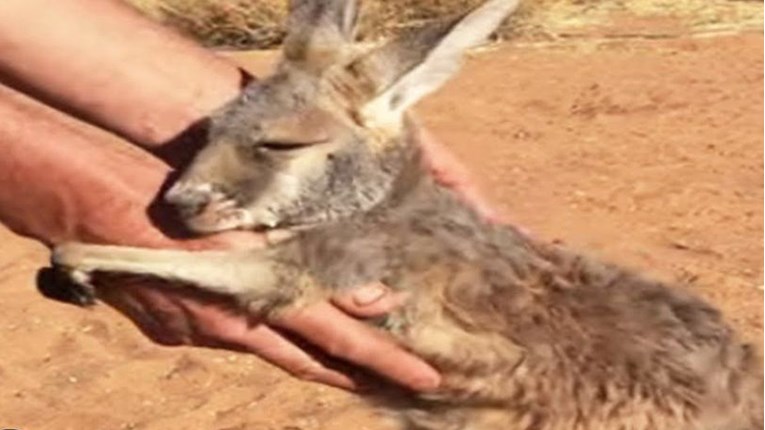 VIDEO Pogledajte prekrasne priče o spašavanju divljih životinja