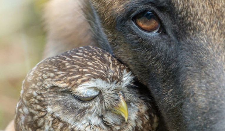 FOTO Neobično prijateljstvo između belgijskog ovčara i sove iznenadit će sve ljubitelje životinja