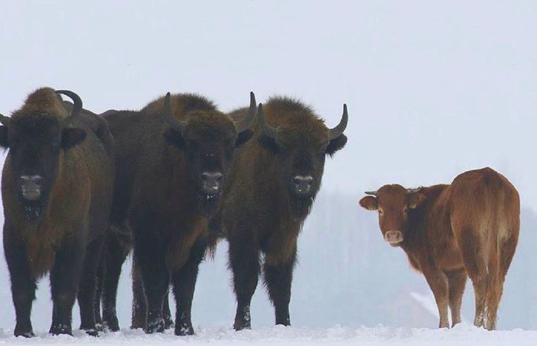 FOTO Krava u Poljskoj pobjegla s farme i zimu provela u divljini s bizonima