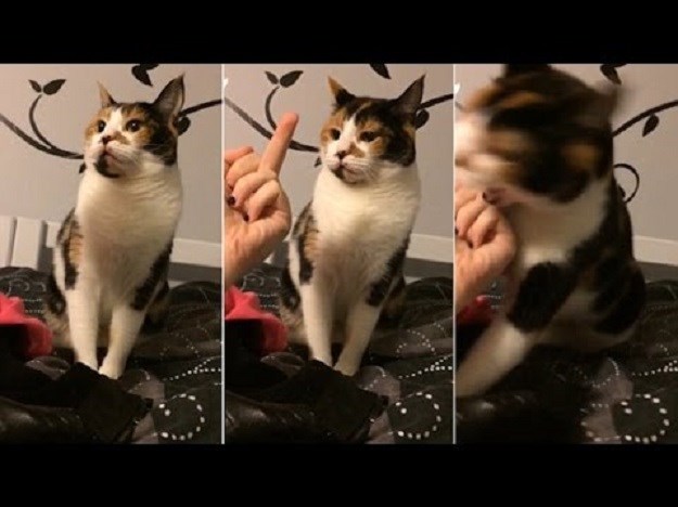 Vlasnica mački pokazala srednji prst: Pogledajte kako joj je mačka "odgovorila"