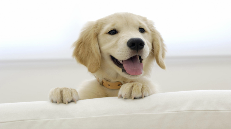5 savjeta za sretnijeg psa