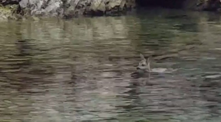 VIDEO Kupače na plaži u Kostreni iznenadio neobičan gost