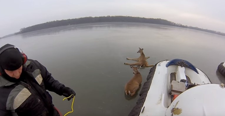 VIDEO Dvije srne bespomoćno su ležale na smrznutom jezeru, a oni su im pomogli na genijalan način