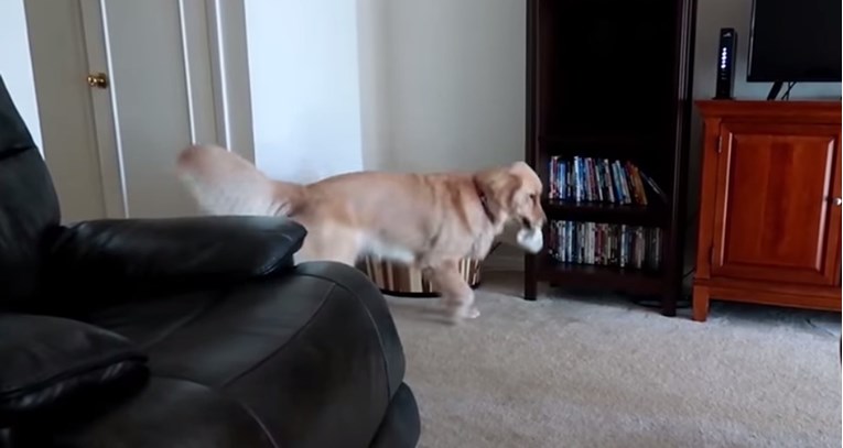 VIDEO Terapijski pas napravio je malu greškicu koja je nasmijala njegovu vlasnicu