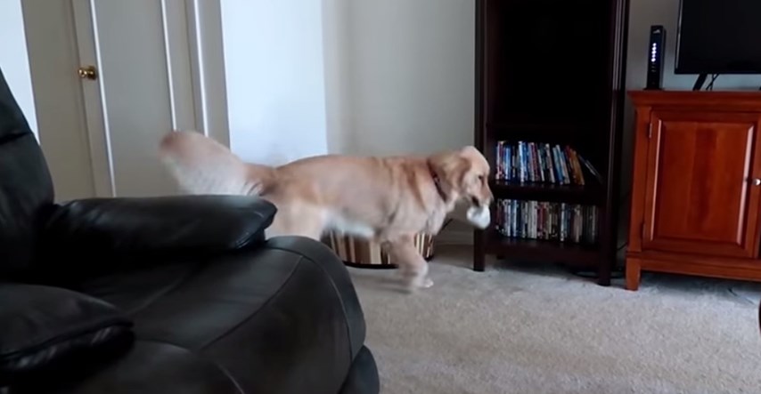 VIDEO Terapijski pas napravio je malu greškicu koja je nasmijala njegovu vlasnicu