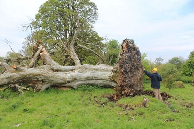 Vjetar iščupao stablo i otkrio 900 godina staro ubojstvo