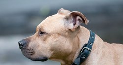 Za vrijeme snimanja BBC-jevog dokumentarca pas brutalno ubio vlasnika