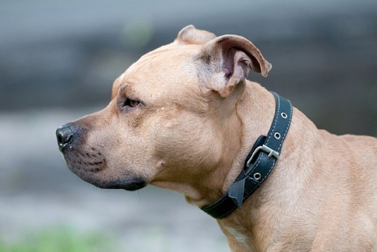 Za vrijeme snimanja BBC-jevog dokumentarca pas brutalno ubio vlasnika