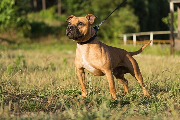 "Bilo je kao u ratnoj zoni": Podivljali stafordski bull terijer izgrizao 11 djece