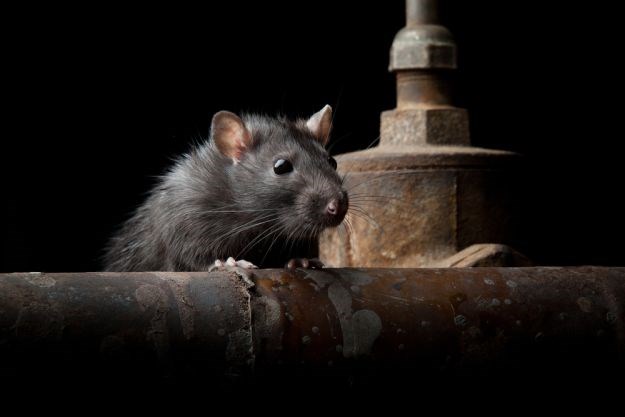 Istraživanje otkrilo kako štakori sanjaju o svojoj budućnosti