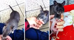 Divovska štakorica vukla je vlasnicu za ruku kako bi joj pokazala svoju bebicu