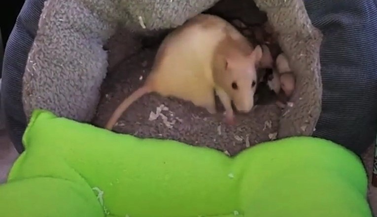 Mama štakorica i njene bebe imaju presladak ritual prije spavanja