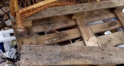 Mostar se bori s najezdom štakora: Građani zgroženi, a vlasti tvrde da novca za deratizaciju nema