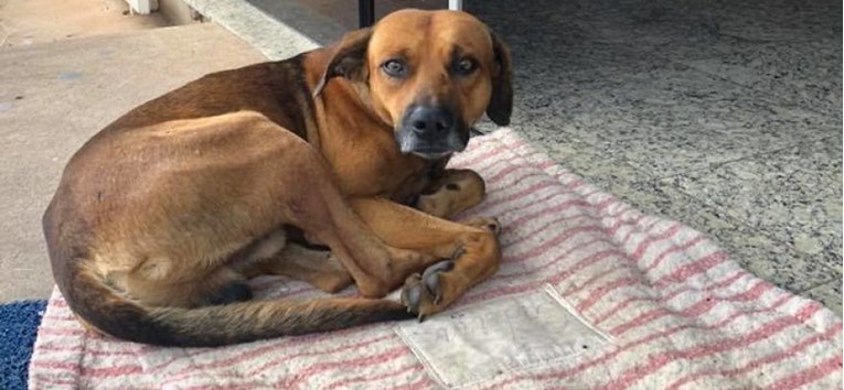 Nakon što mu je preminuo vlasnik, pas je četiri mjeseca čekao ispred bolnice u nadi da će se vratiti