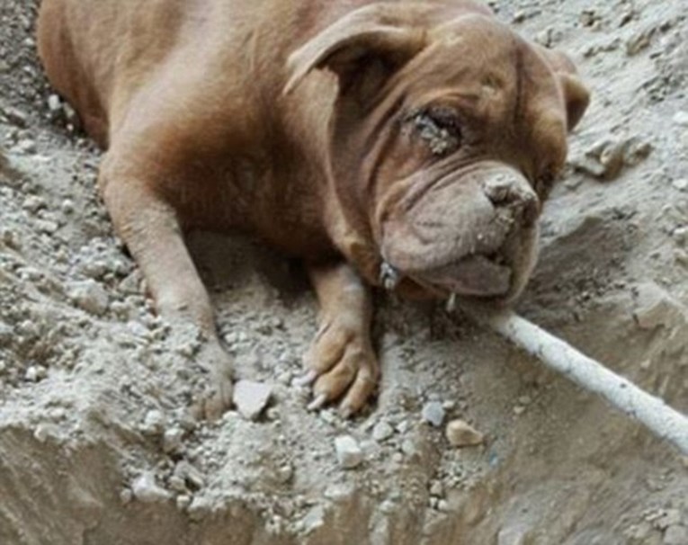 Čovjek je zakopao svog psa živog i ostavio ga da umre