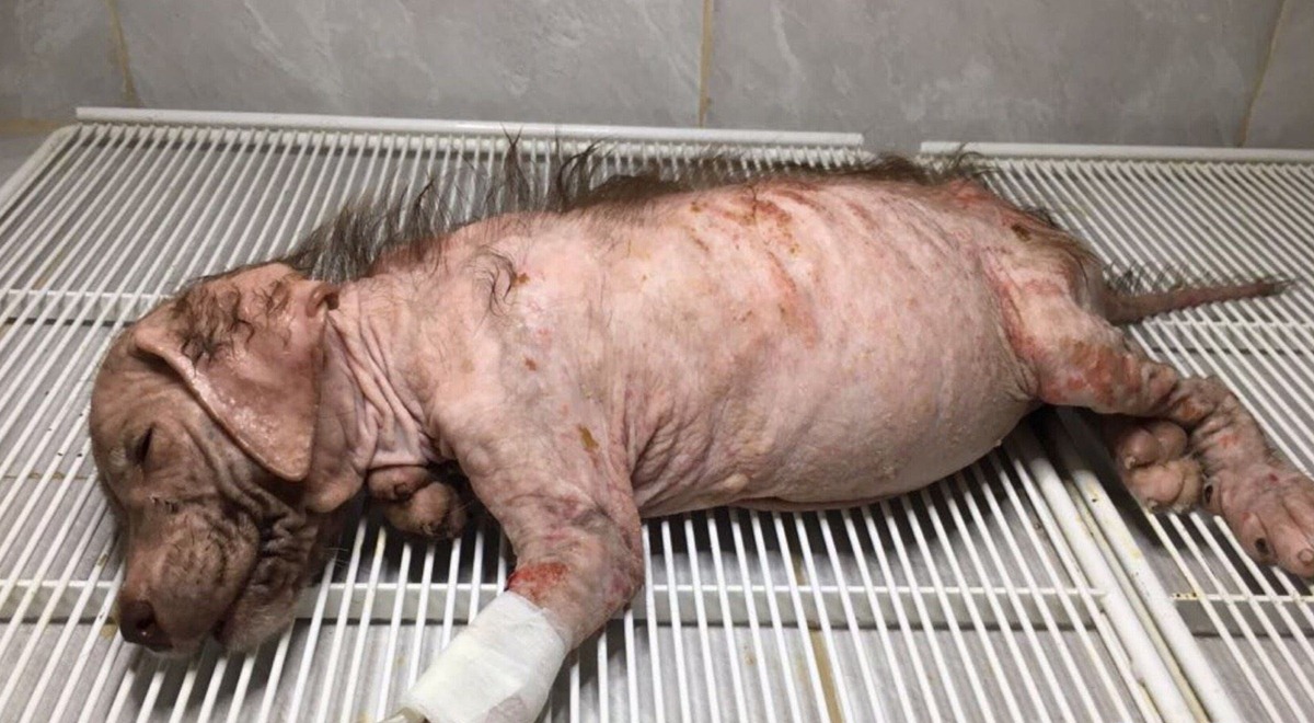 Napušteno štene pronađeno u katastrofalnom stanju, na paklenoj vrućini je ležala bez vode i hrane