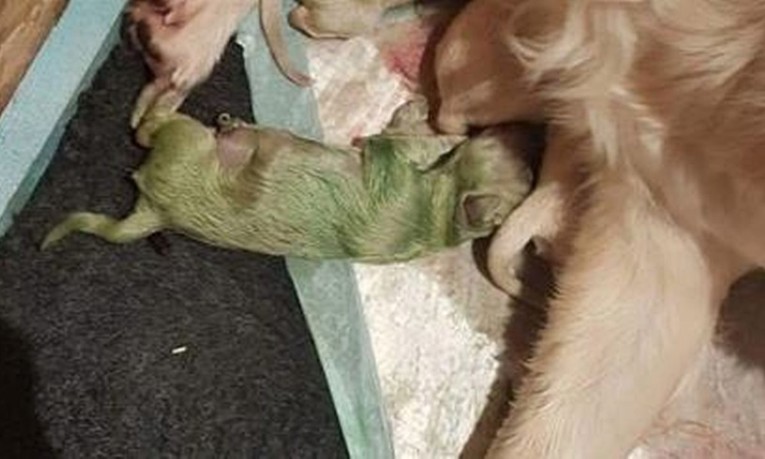 Rođeno je štene sa zelenom dlakom, evo kako izgleda i što se točno dogodilo