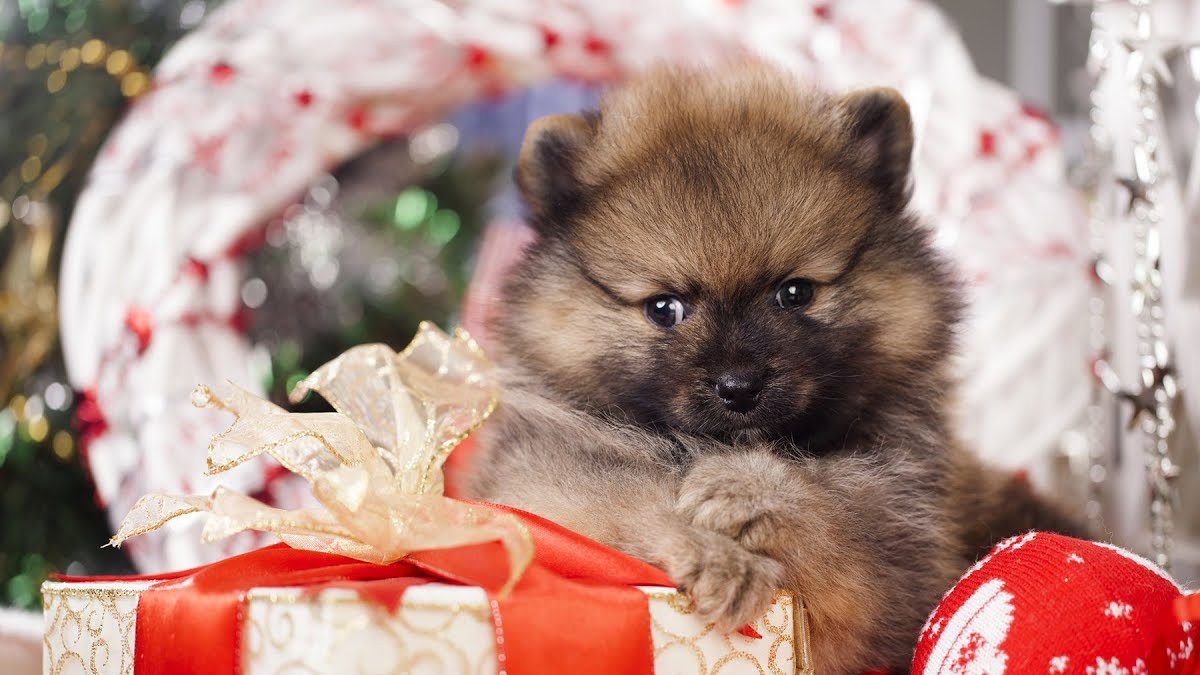 VIDEO Ovi ljudi su presretni zbog svojih božićnih poklona