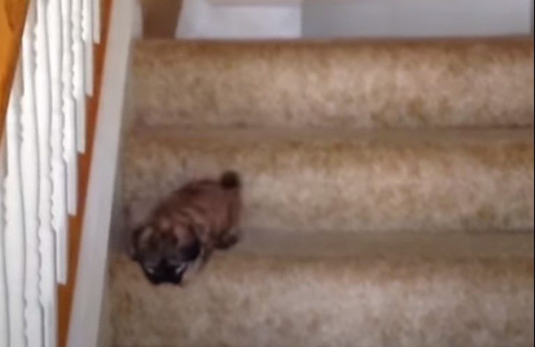 VIDEO Preslatki štenci susreli su se sa stepenicama po prvi puta