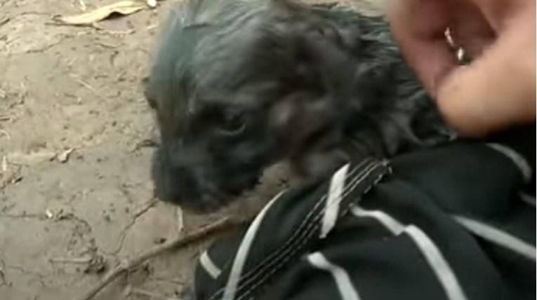 VIDEO Čovjek je spasio život malom psiću koji se utapao