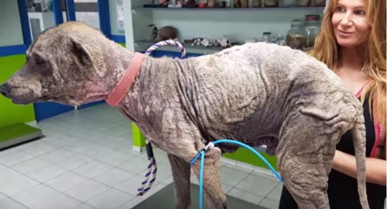 VIDEO Spasila je bolesnog psa od smrti i dovela ga do predivne transformacije