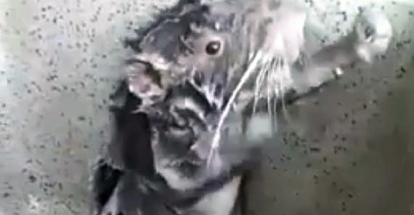 VIDEO Mračna istina iza viralne snimke štakora koji se tušira poput čovjeka