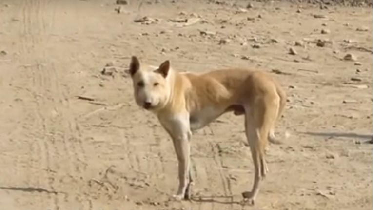 VIDEO Ovaj pas je bio jako deformiran, ali su ga dobri ljudi spasili!