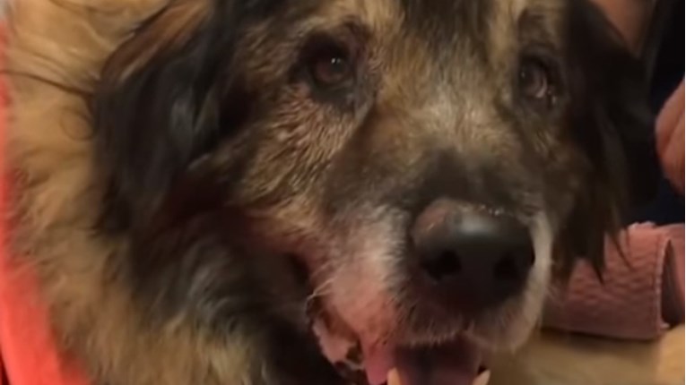 VIDEO Pas ostavljen u vreći za smeće nije odustao od života i ljudi