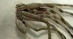 VIDEO Neobično stvorenje sa 16 nogu izgleda kao izvanzemaljac, ali objašnjenje je puno jednostavnije