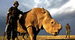 Kolike šanse zaista ima posljednji sjeverni bijeli nosorog?